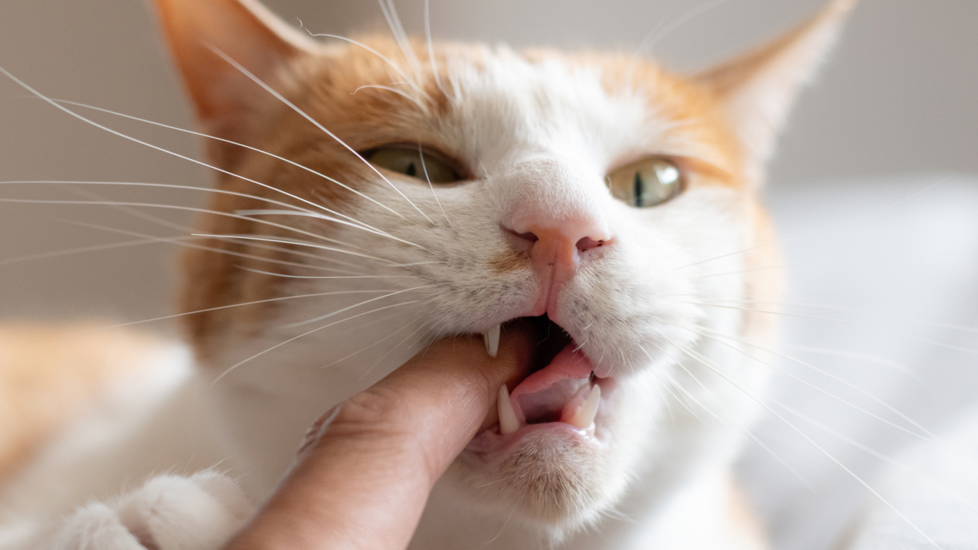 коты