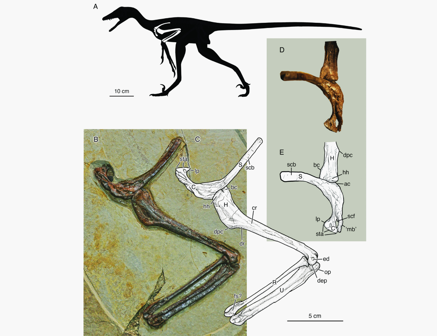  Jian changmaensis