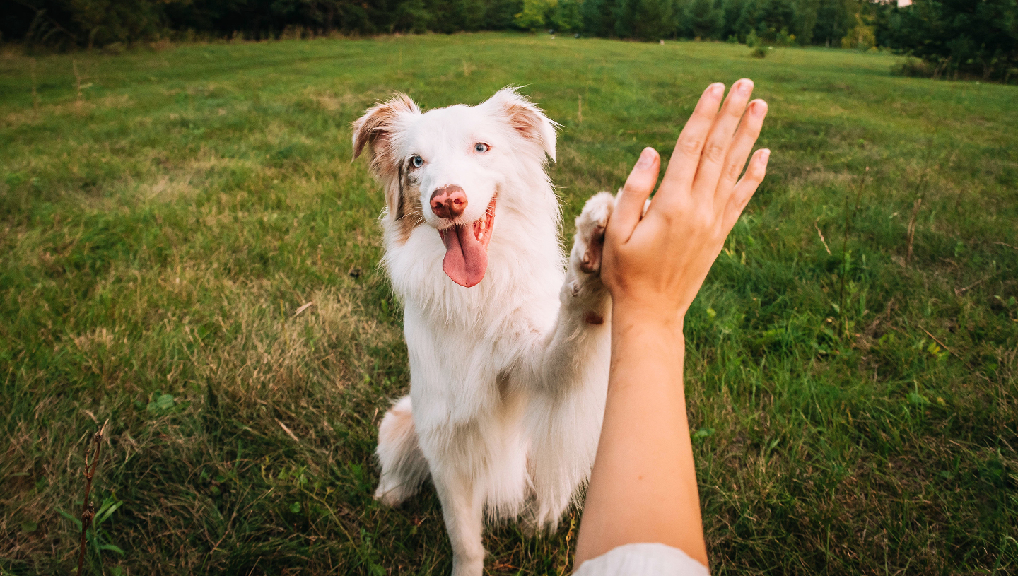 Почему собаки стали друзьями человека