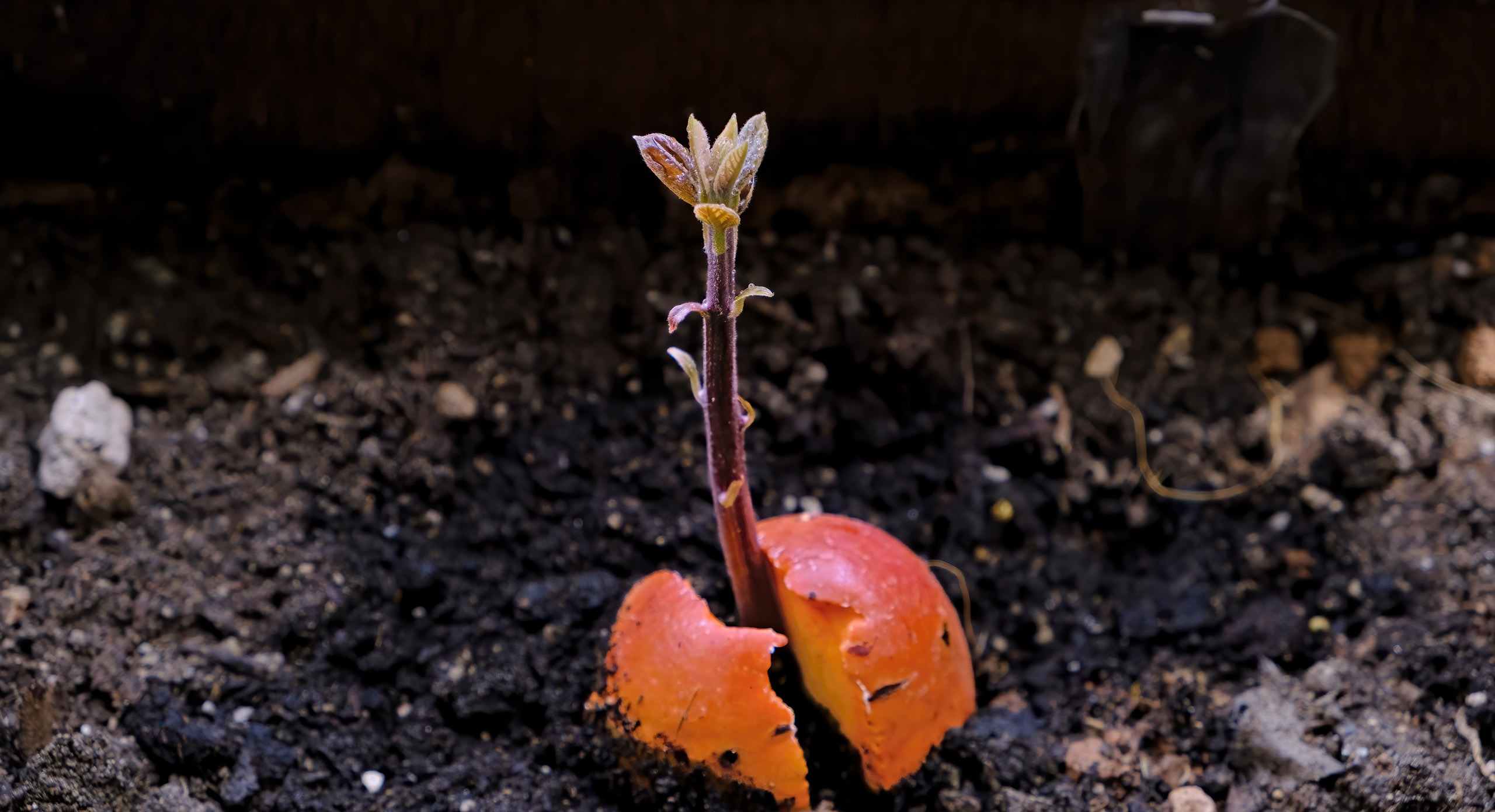 росток авокадо Хасс