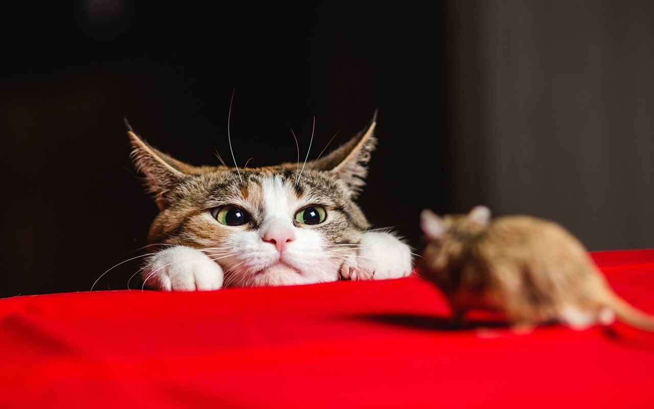 кошка
