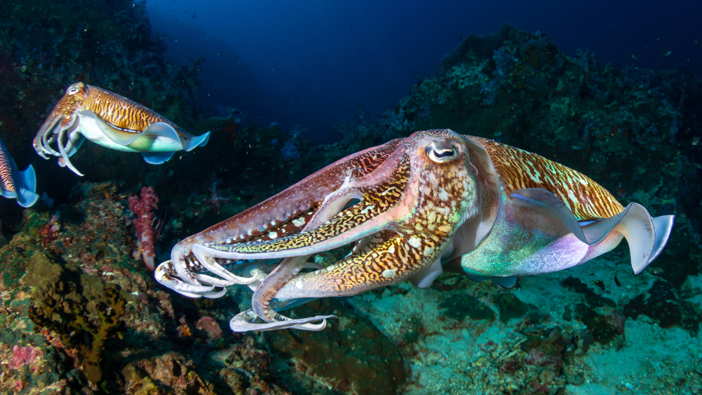 каракатицы