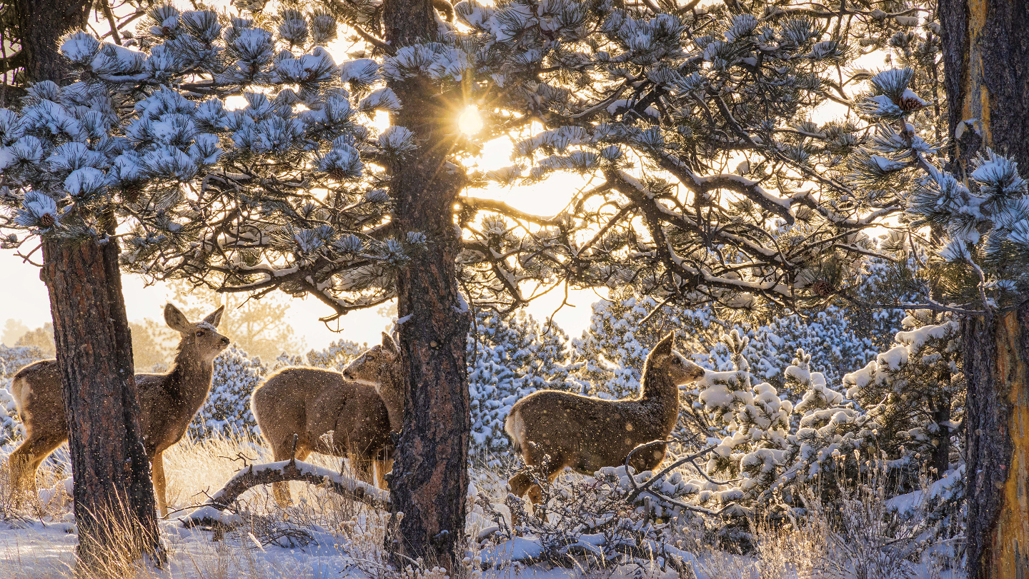 Зимние фотографии из жизни животных снегу, Vaclav, Vladymyr, Ondrej, Bachkova, ктото, зимой, стадо, исландских, будить, Небольшое, ProsickyShutterstockFOTODOMВетреный, лошадей, тигра, амурского, пробежка, BurdiakShutterstockFOTODOMБодрящая, преображает, весны, nataliatamkovichShutterstockFOTODOMА
