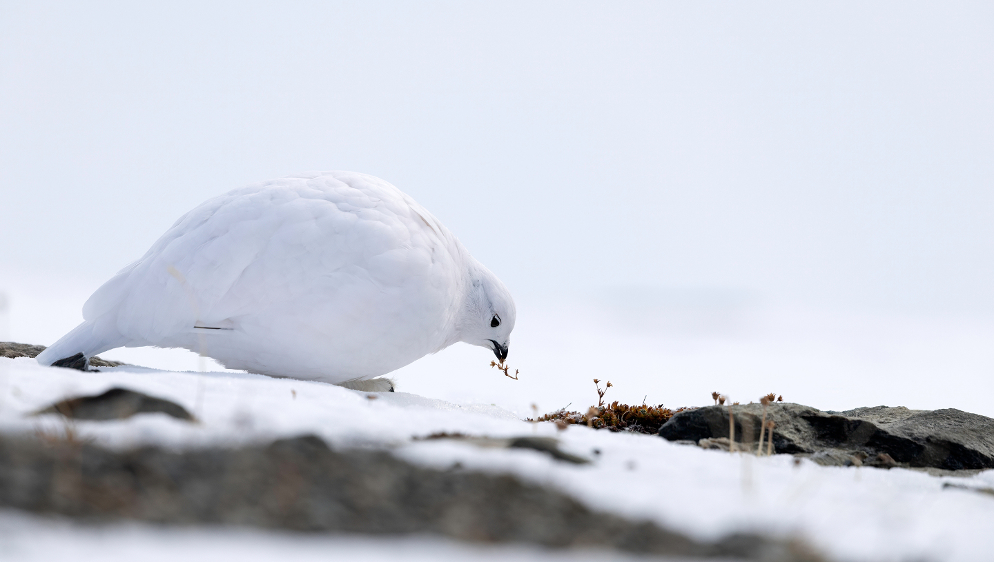 Белая куропатка
