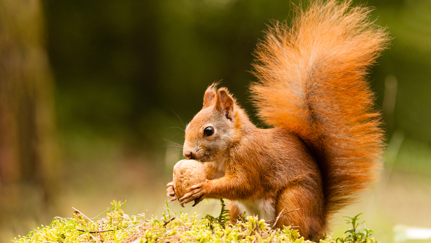 Хвост белки