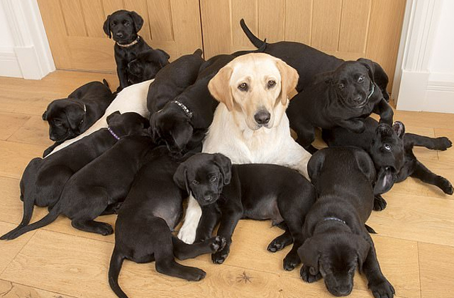 Zolotistyj Labrador Retriver Rodila 13 Chernyh Shenkov Telekanal Moya Planeta