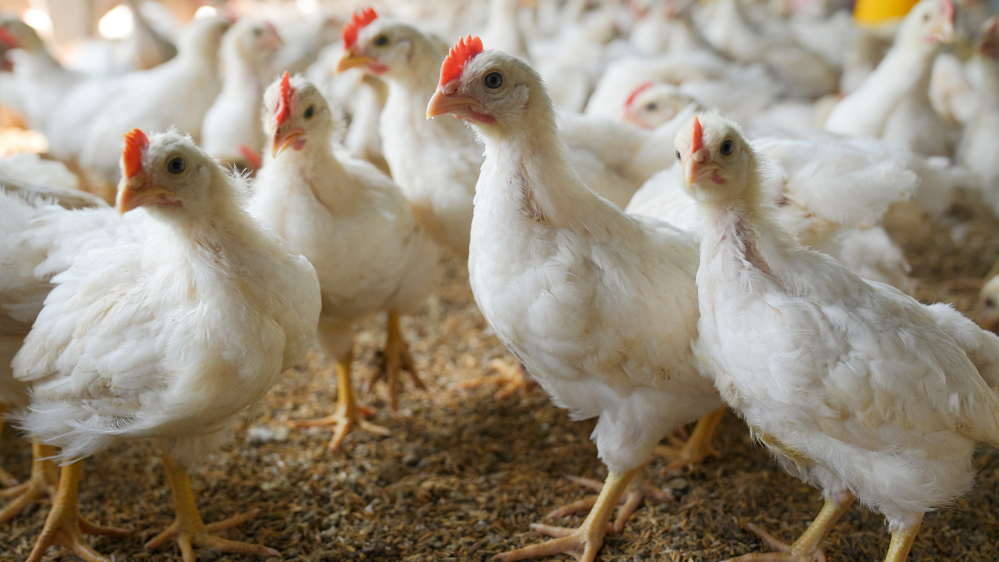 Куриная ферма