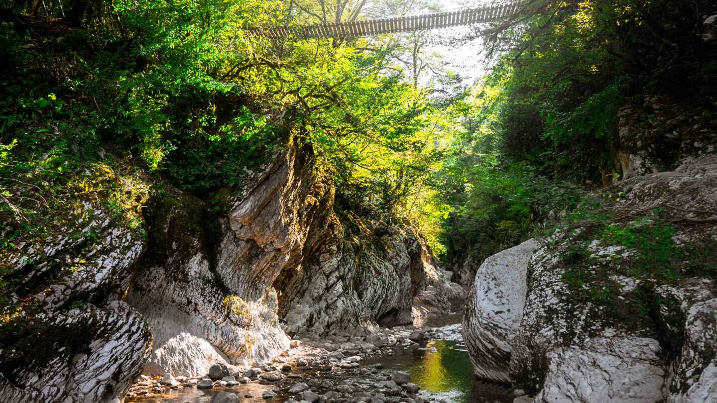 Тисо-самшитовая роща