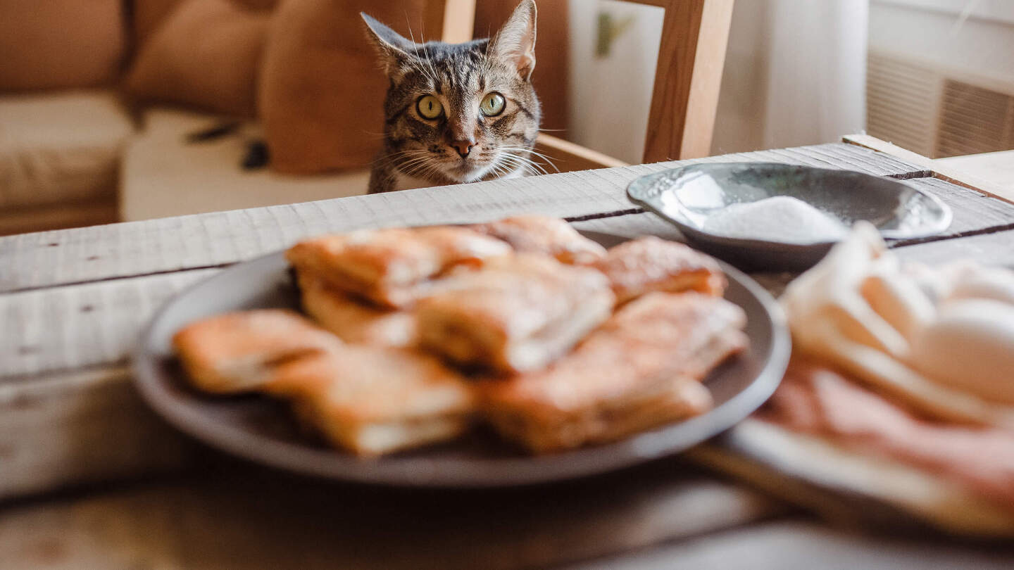 Кошки сами знают, что можно есть, а что нельзя