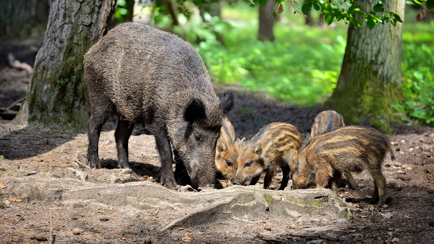 Маленькие кабанята отличаются от взрослых животных — эта окраска должна сбить с толку хищников