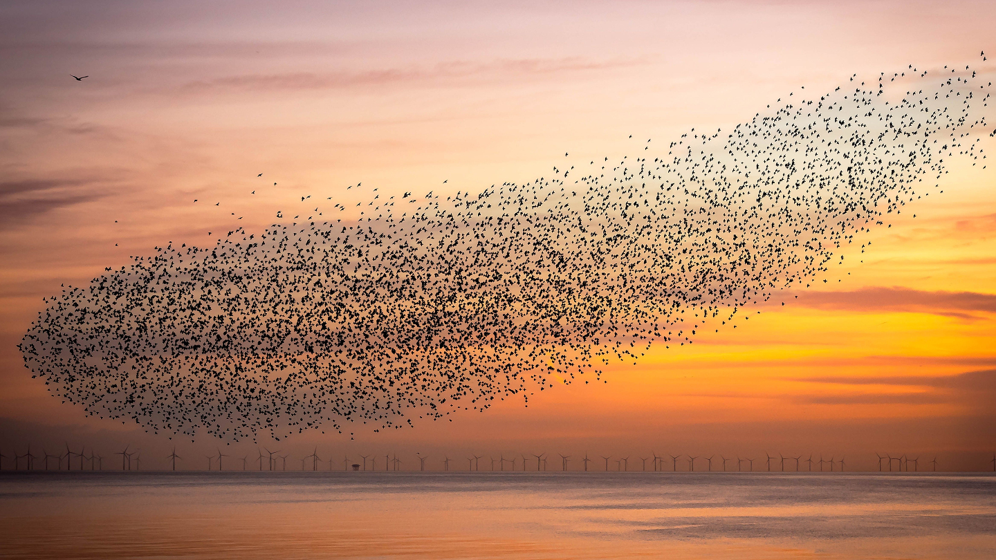 мурмурация