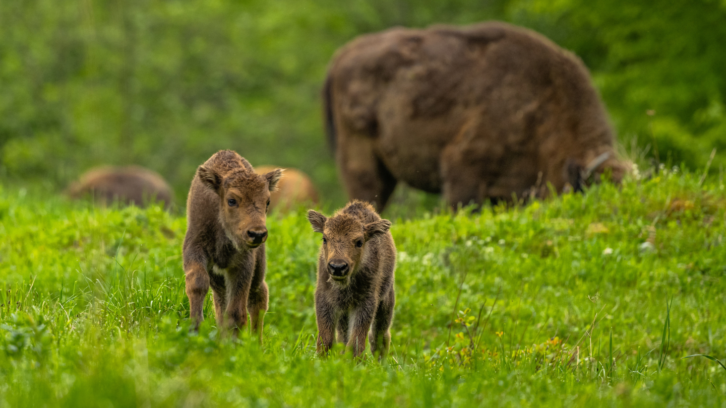 Европейский зубр