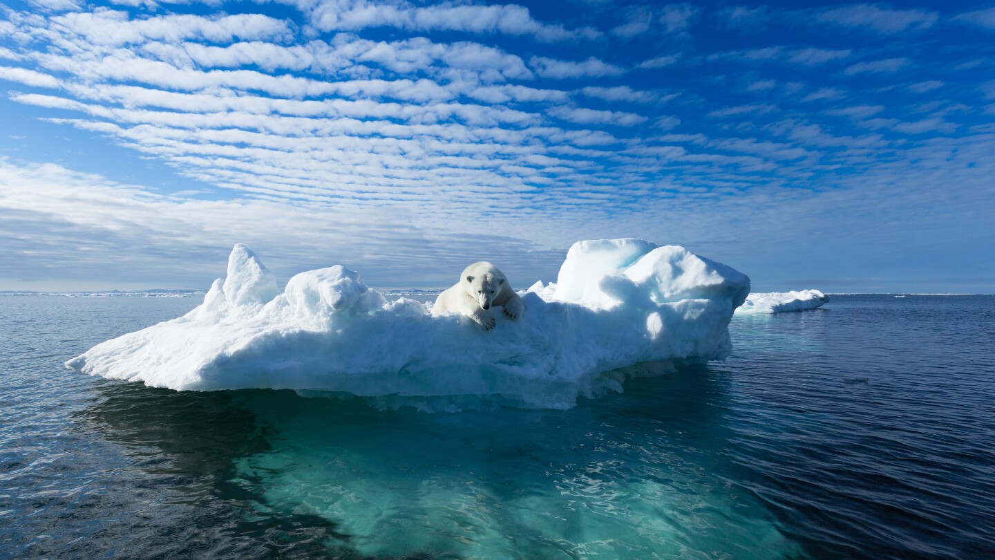 Белый медведь