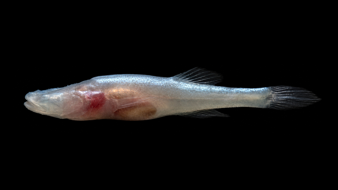 Demogorgonichthys arcanus