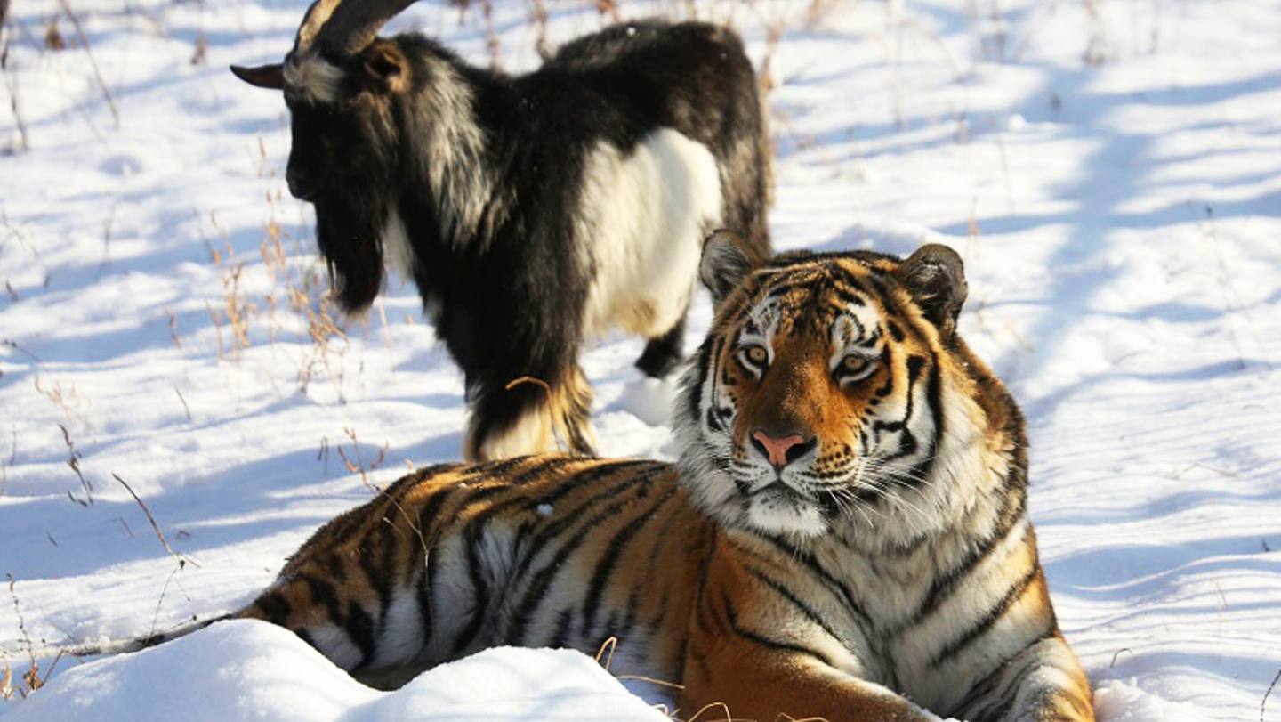 Приморский сафари-парк. Именно здесь жили знаменитые друзья — козел Тимур и тигр Амур, чья история дружбы покорила страну