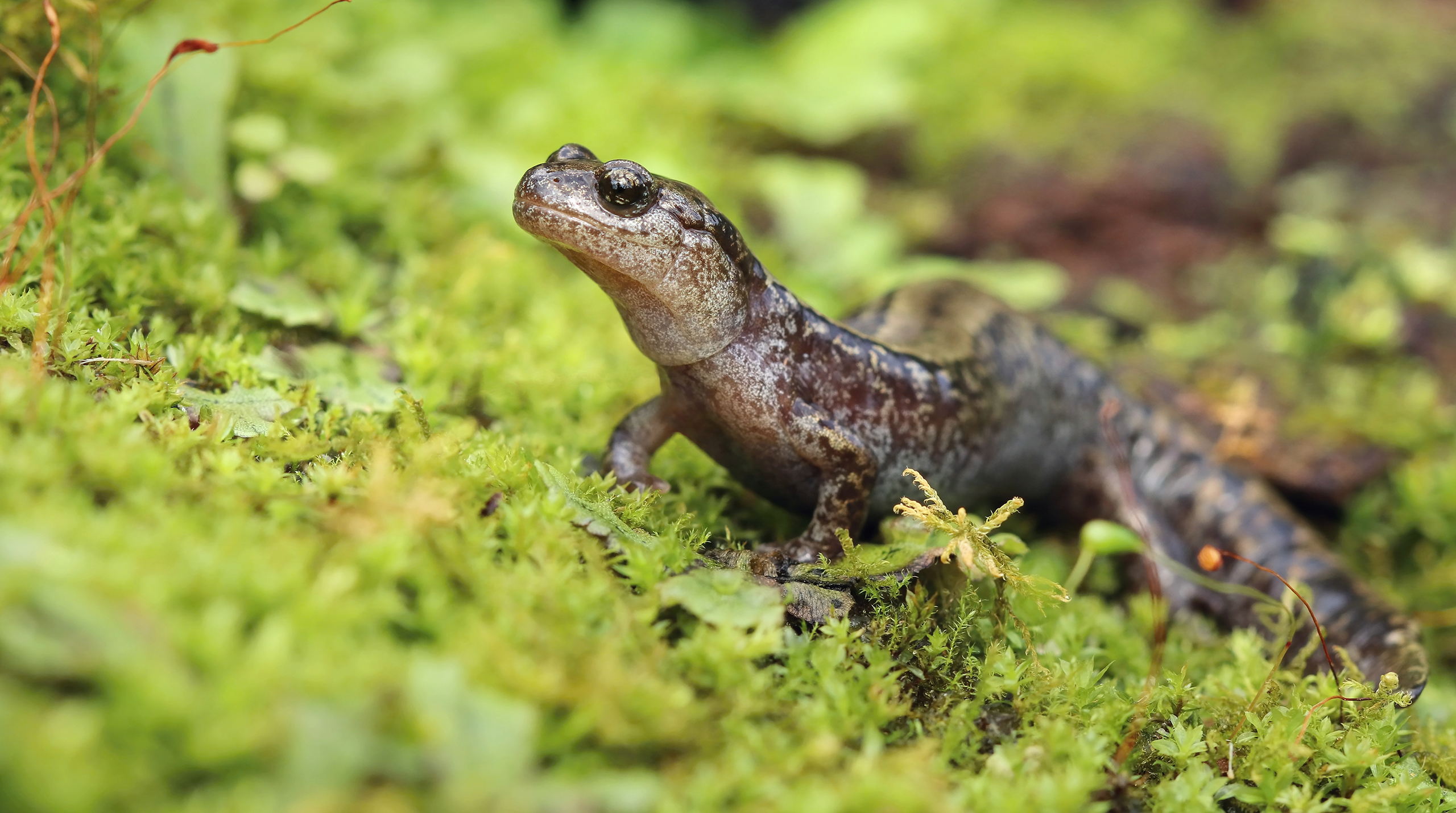 животные, спячка