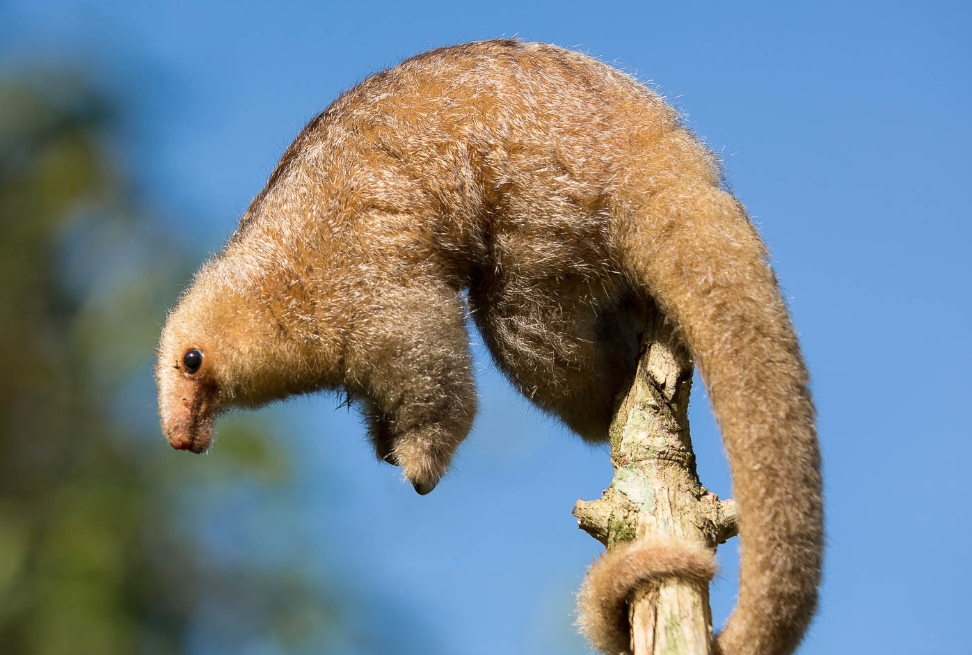 карликовый муравьед