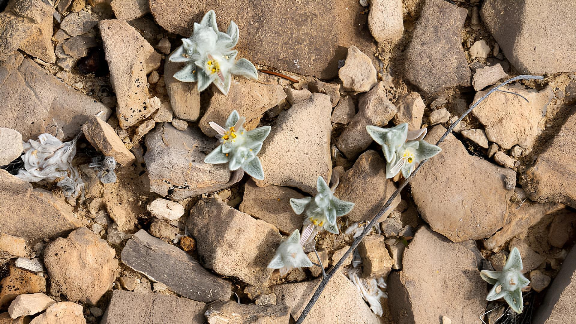 как открыли растение