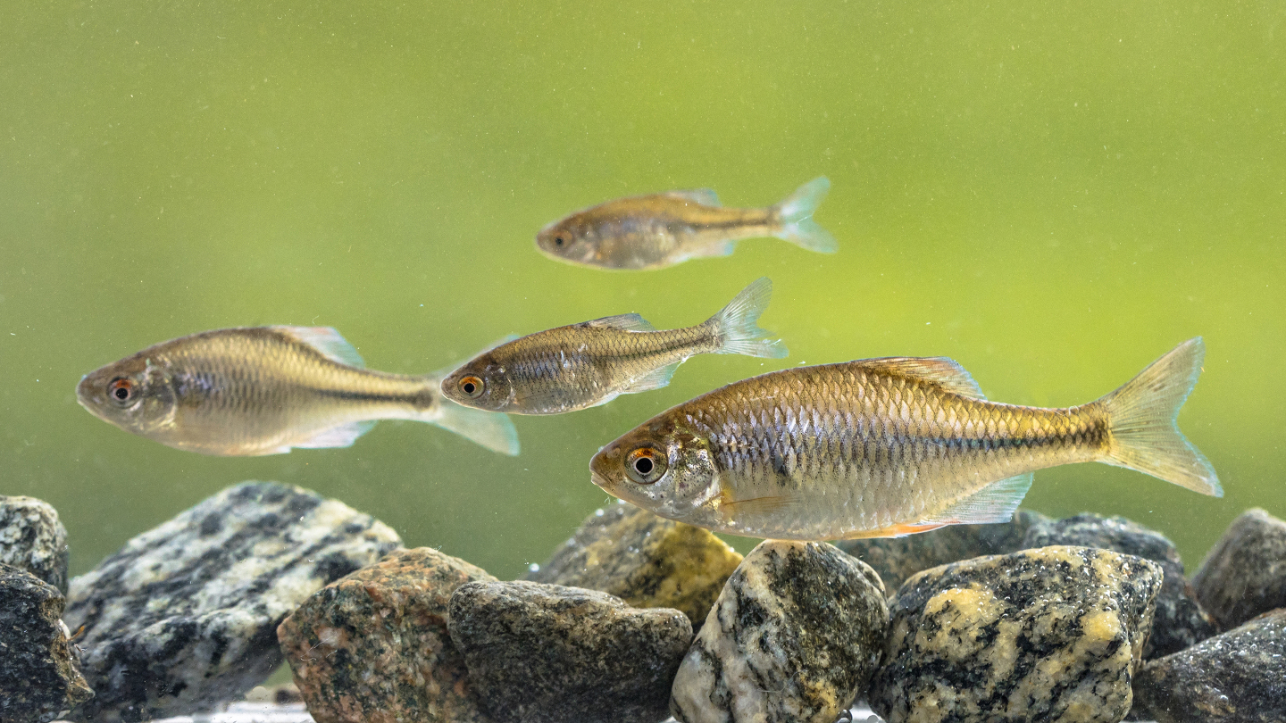 Обыкновенный горчак