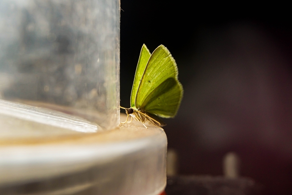 почему мотыльки летят на лампу