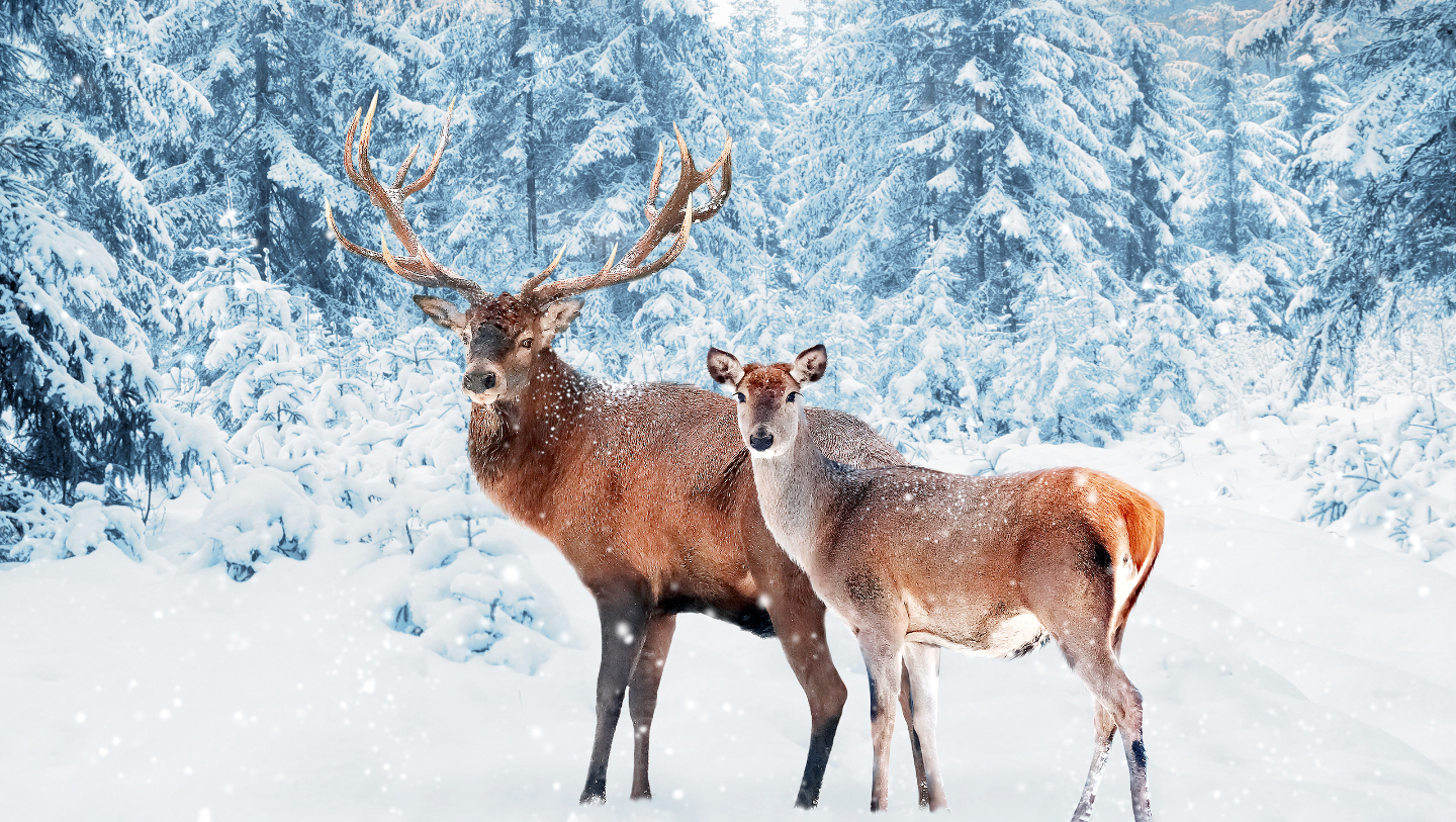 Зимние фотографии из жизни животных снегу, Vaclav, Vladymyr, Ondrej, Bachkova, ктото, зимой, стадо, исландских, будить, Небольшое, ProsickyShutterstockFOTODOMВетреный, лошадей, тигра, амурского, пробежка, BurdiakShutterstockFOTODOMБодрящая, преображает, весны, nataliatamkovichShutterstockFOTODOMА