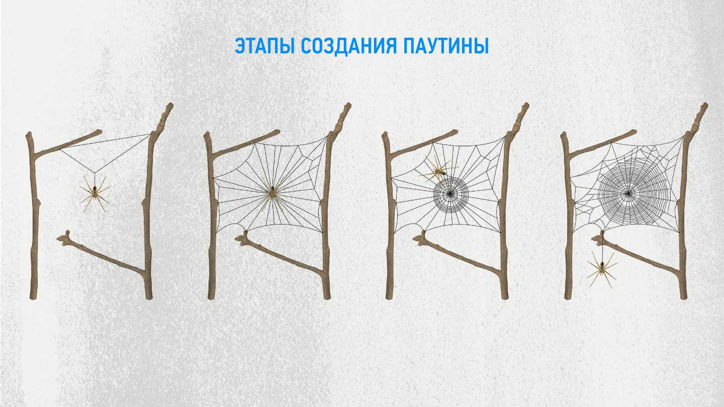 паук, паутина