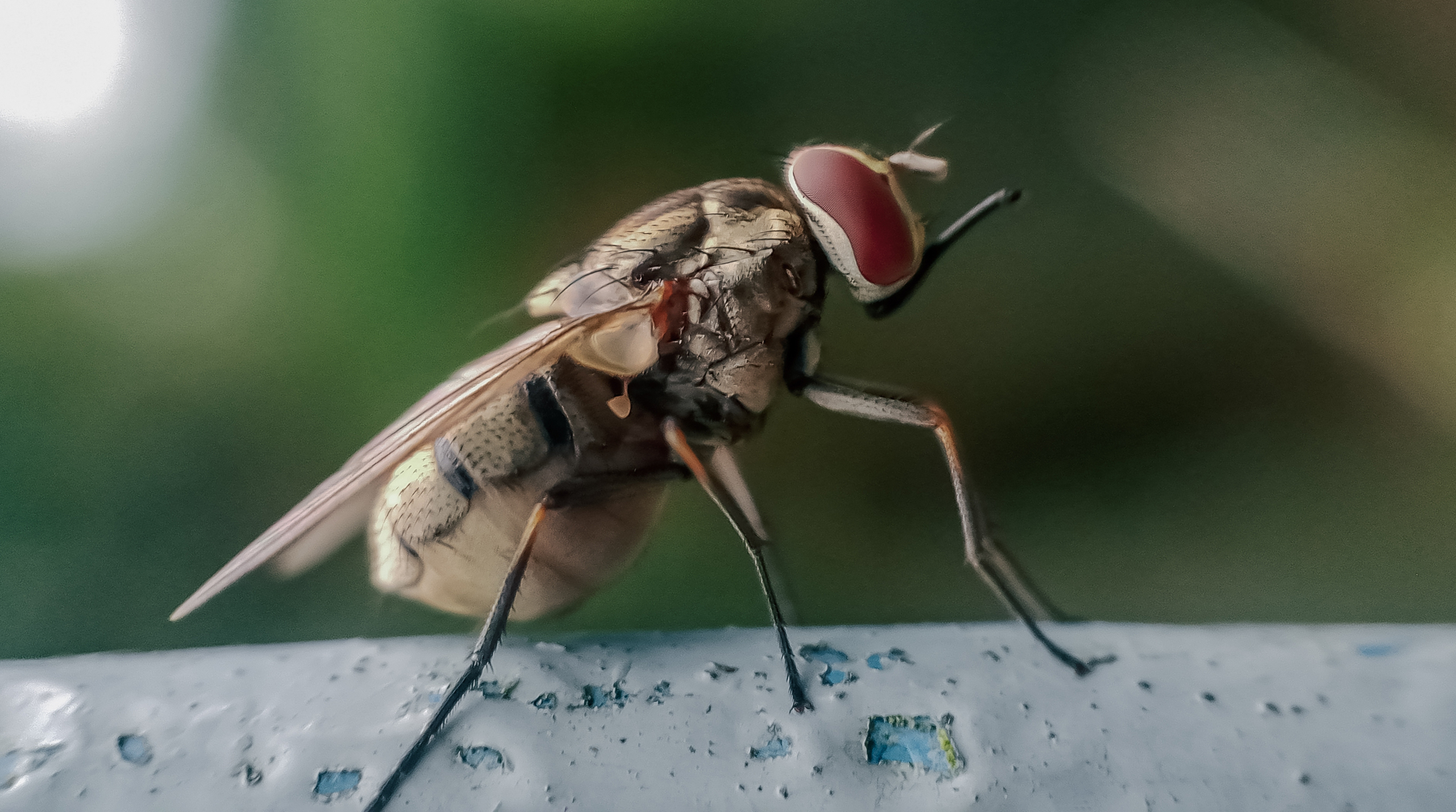 Осенняя жигалка