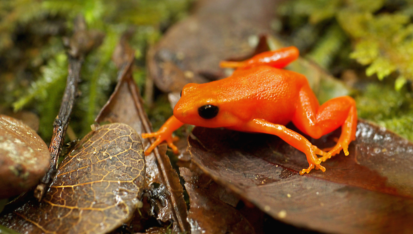 Новый вид лягушки
