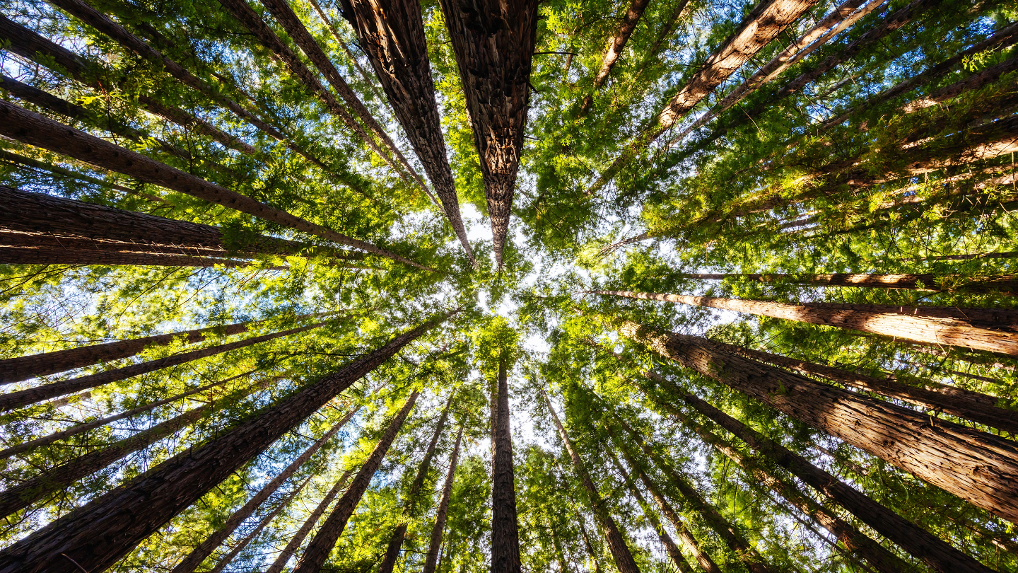 Тропические леса