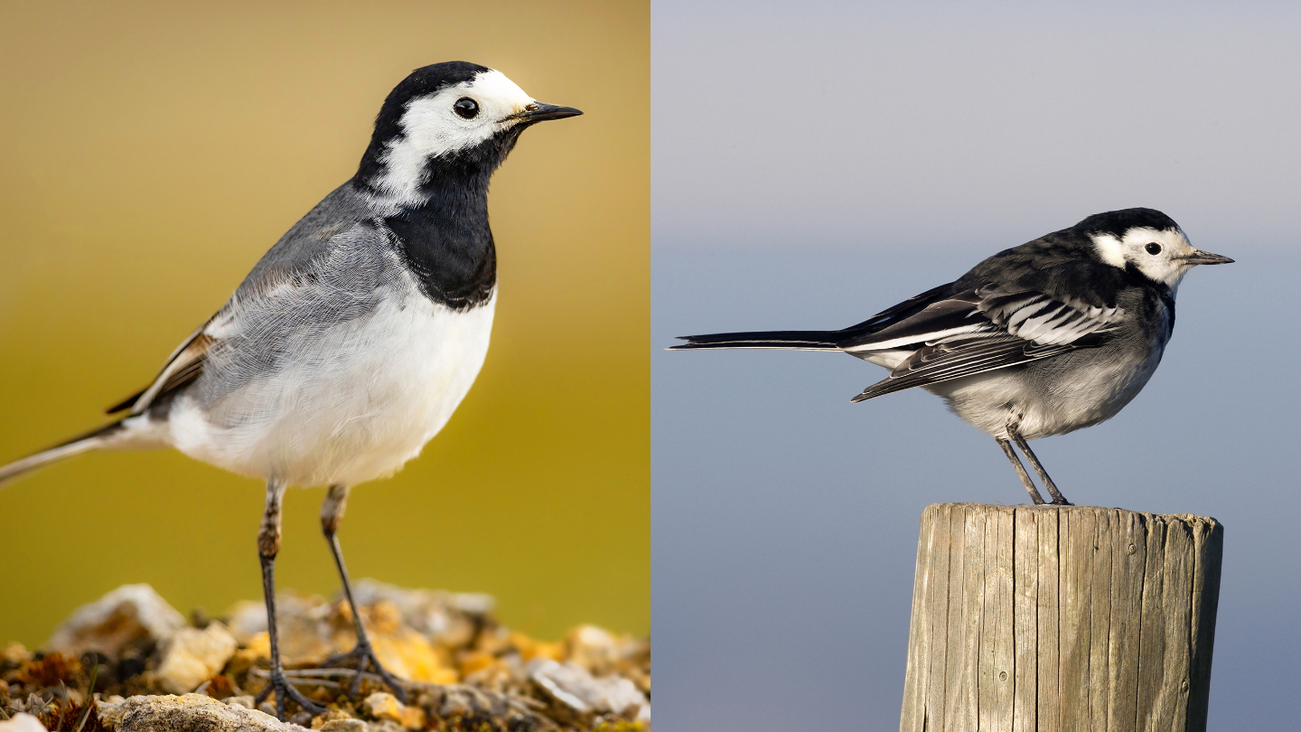 Подвиды белой трясогузки. Слева — Motacilla alba alba, справа — Motacilla alba yarrellii