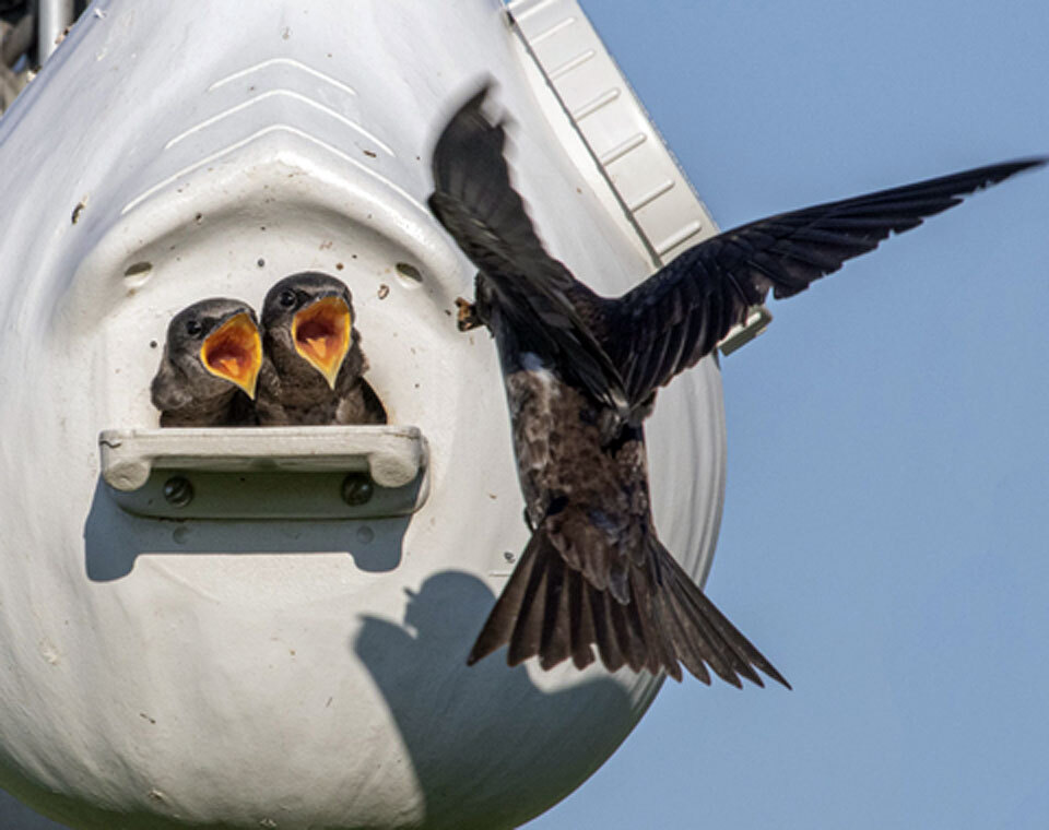 Мороз унес жизни тысяч пурпурных ласточек