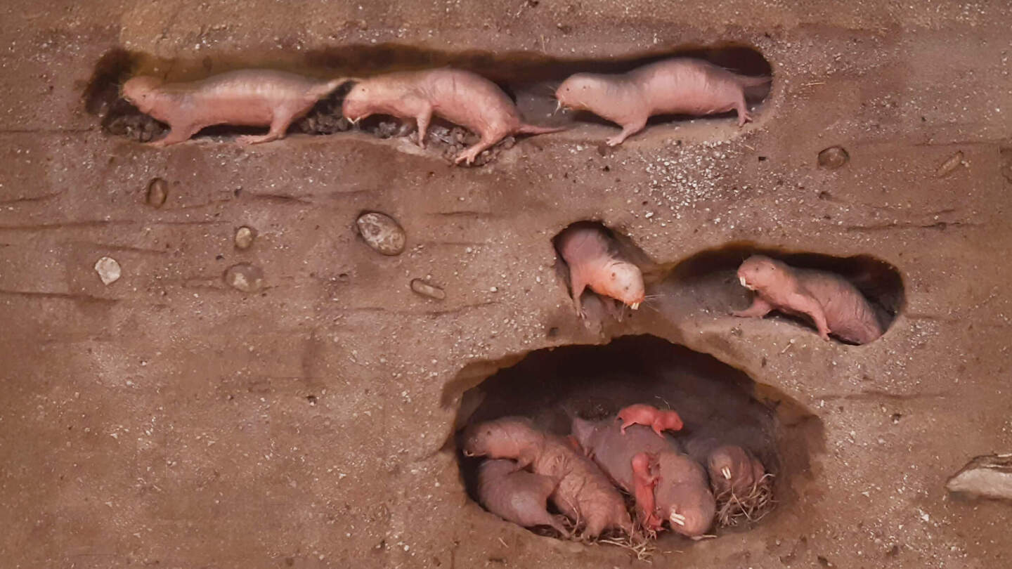 Голый землекоп