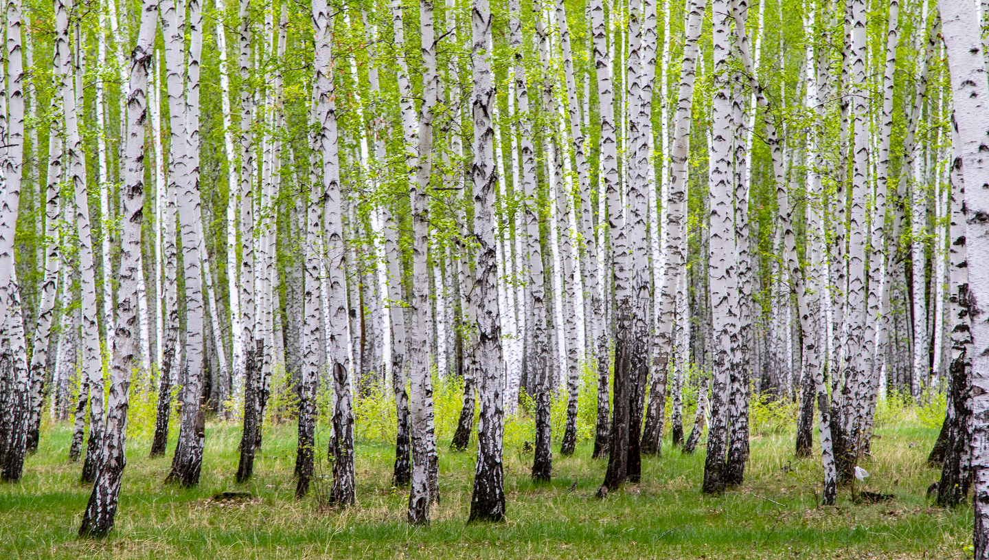 когда собирать березовый сок