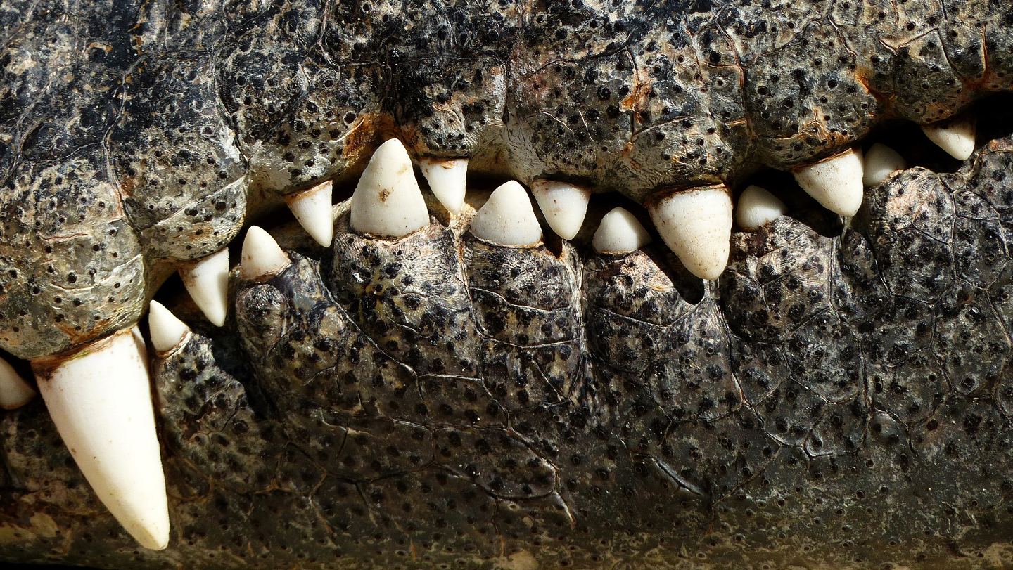 Челюсть крокодила