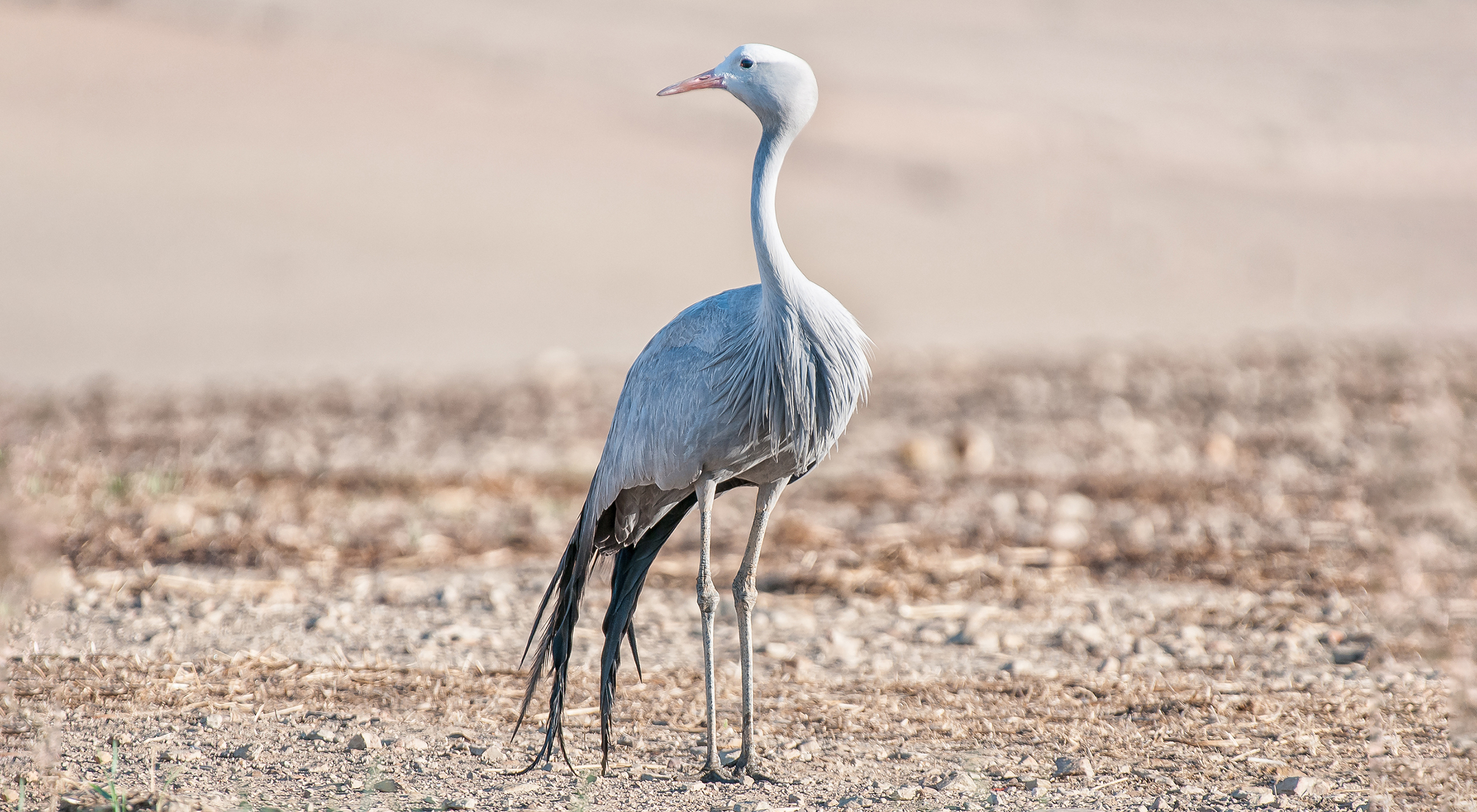 синий журавль