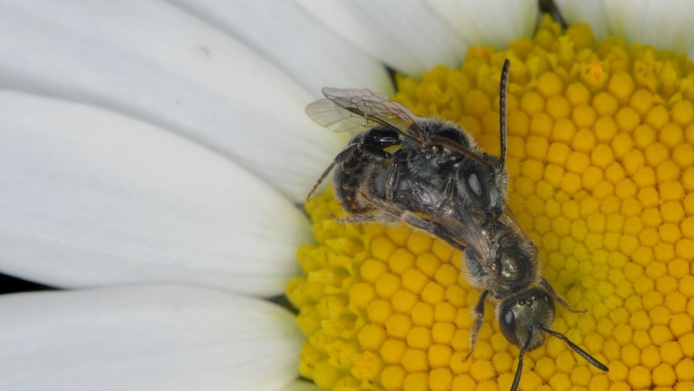 спаривание пчел