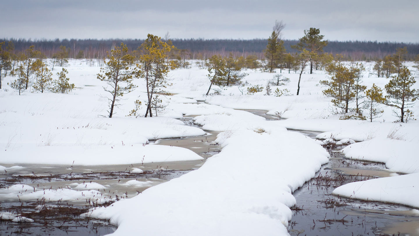 Болото зимой