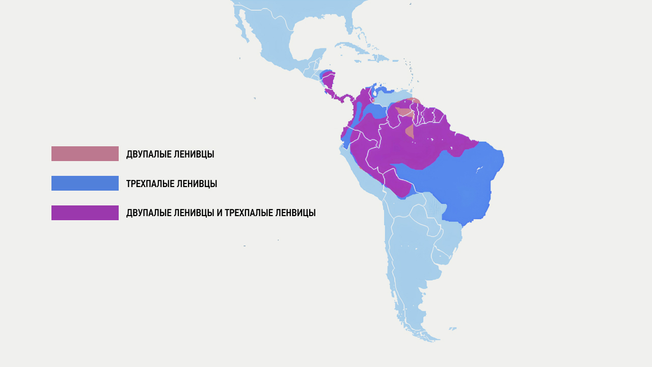 Гд обитает леницев