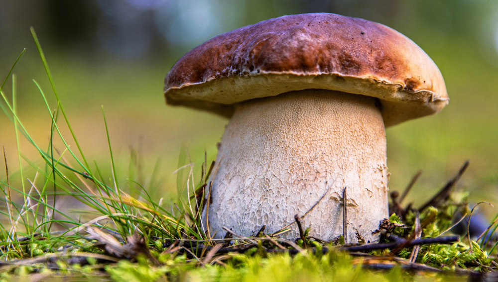 грибы, финляндия, цезий