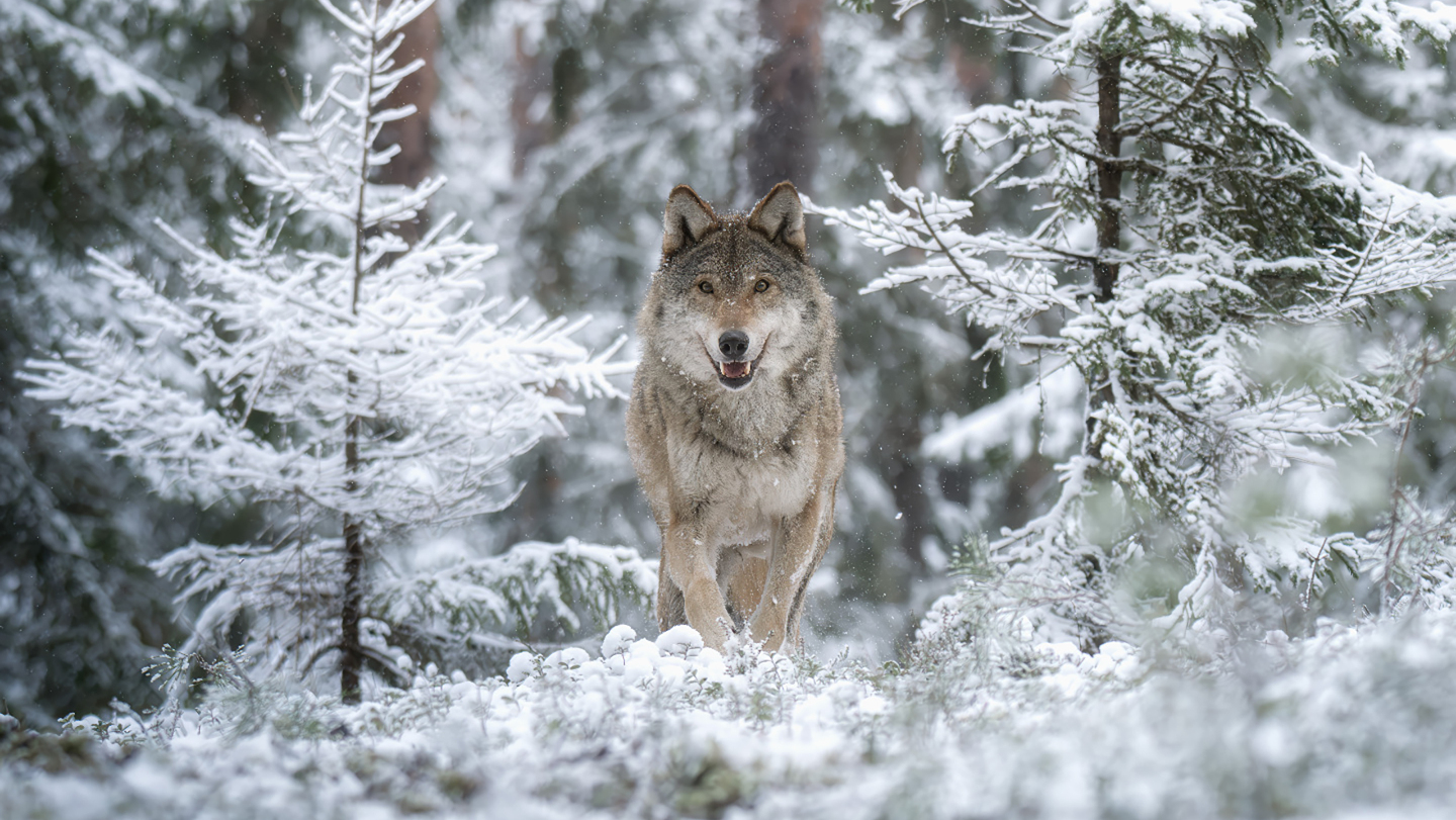 В серебряном сердце зимы. Волк и величие природы