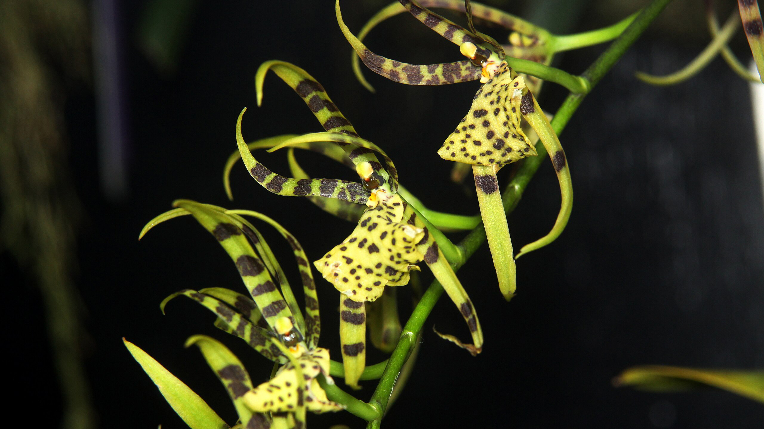 орхидея-паук