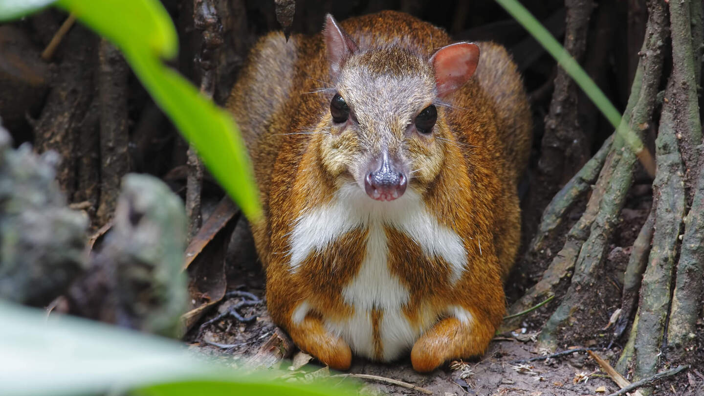Образ жизни малого оленька