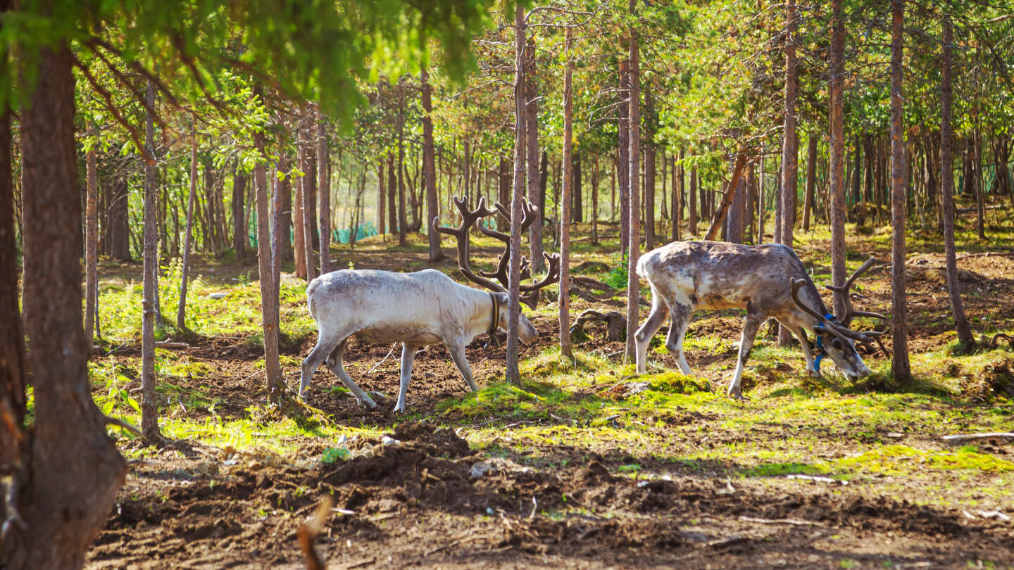 Лапландский заповедник
