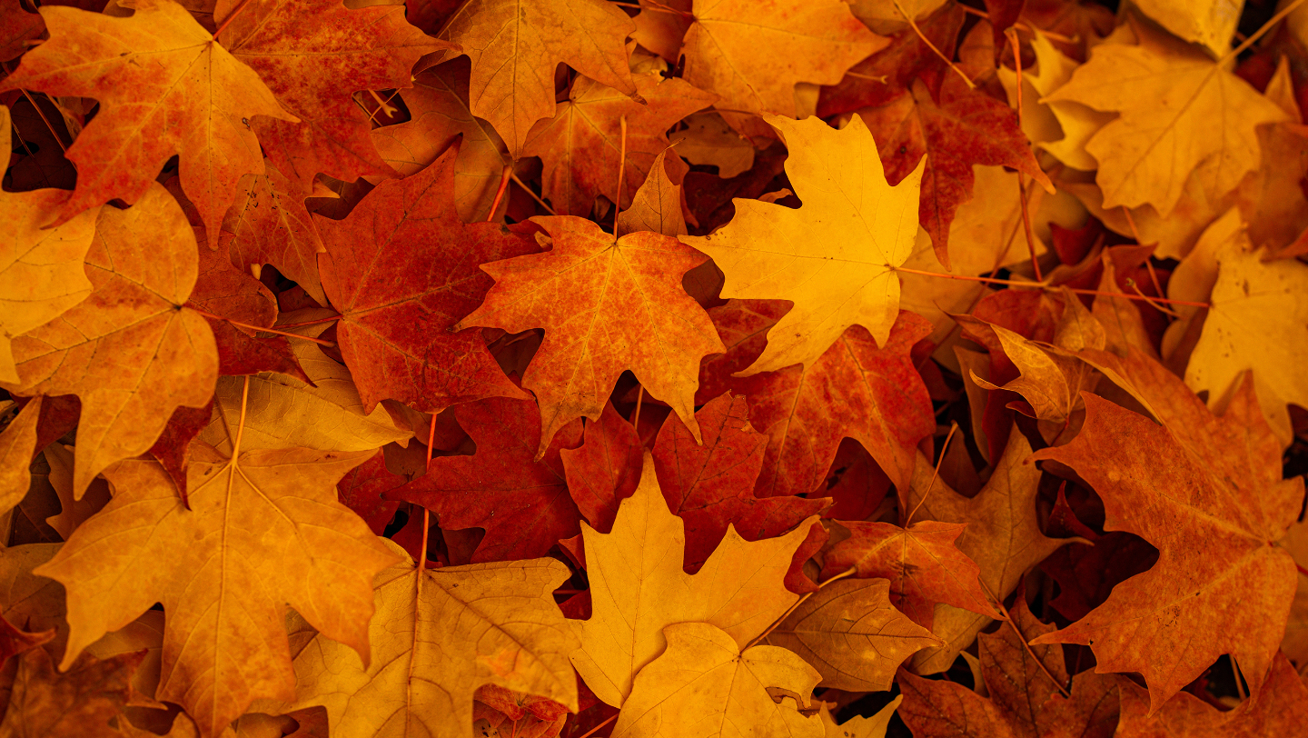 почему не надо убирать листья