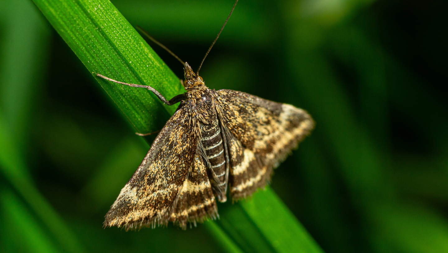 Луговой мотылек