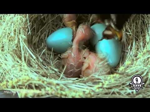 Цвет яйца малиновки фото