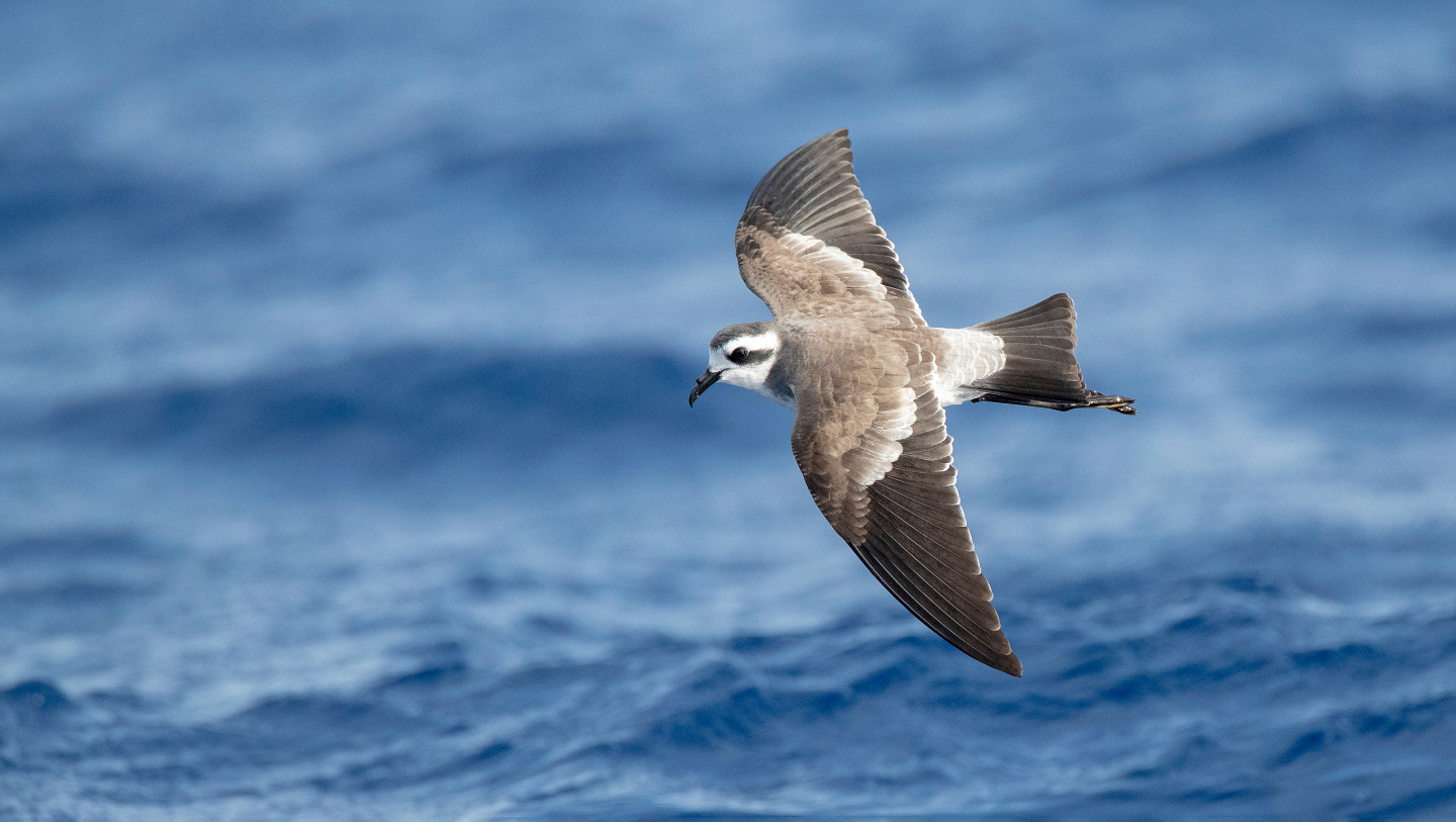 буревестник, шторм