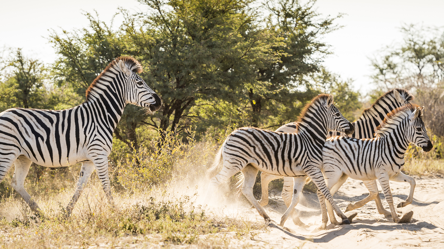 Зебра черная или белая полосы, зебры, зебрам, белых, помогают, насекомых, полос, больше, цвета, белые, зачем, белыми, меньше, может, ученые, зебра, заключается, активность, самом, черной