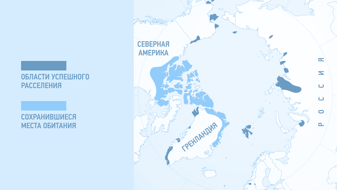 где обитает овцебык