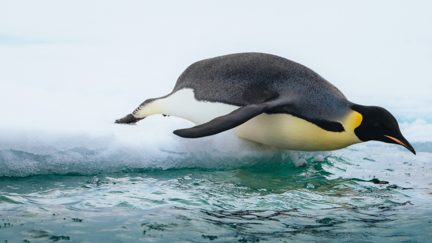 Чем питается